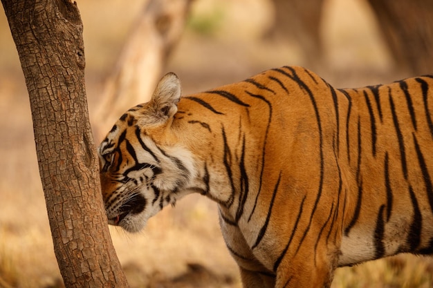 Free Photo tiger in the nature habitat tiger male walking head on composition wildlife scene with danger animal hot summer in rajasthan india dry trees with beautiful indian tiger panthera tigris