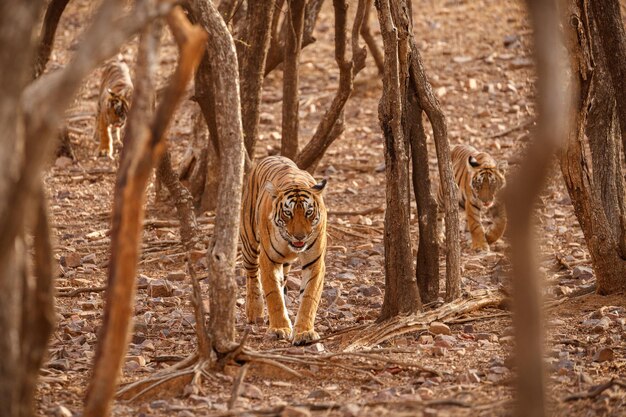 Tiger in the nature habitat Tiger male walking head on composition Wildlife scene with danger animal Hot summer in Rajasthan India Dry trees with beautiful indian tiger Panthera tigris