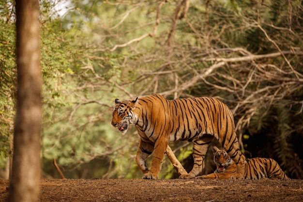 Free Photo tiger in the nature habitat tiger male walking head on composition wildlife scene with danger animal hot summer in rajasthan india dry trees with beautiful indian tiger panthera tigris