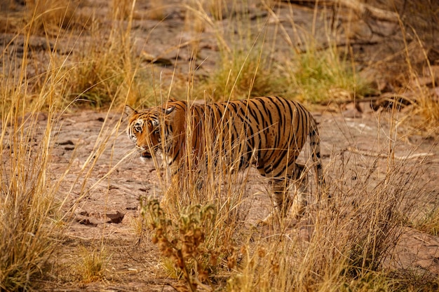 Free photo tiger in the nature habitat tiger male walking head on composition wildlife scene with danger animal hot summer in rajasthan india dry trees with beautiful indian tiger panthera tigris