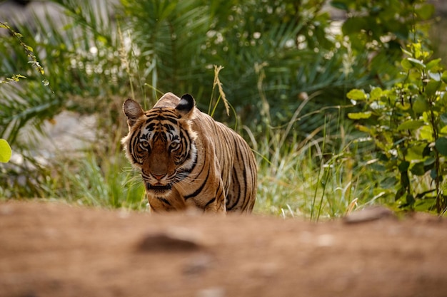 Free Photo tiger in the nature habitat tiger male walking head on composition wildlife scene with danger animal hot summer in rajasthan india dry trees with beautiful indian tiger panthera tigris