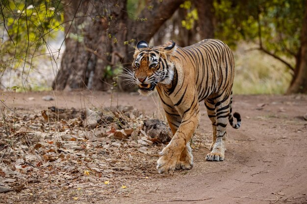 Tiger in the nature habitat Tiger male walking head on composition Wildlife scene with danger animal Hot summer in Rajasthan India Dry trees with beautiful indian tiger Panthera tigris