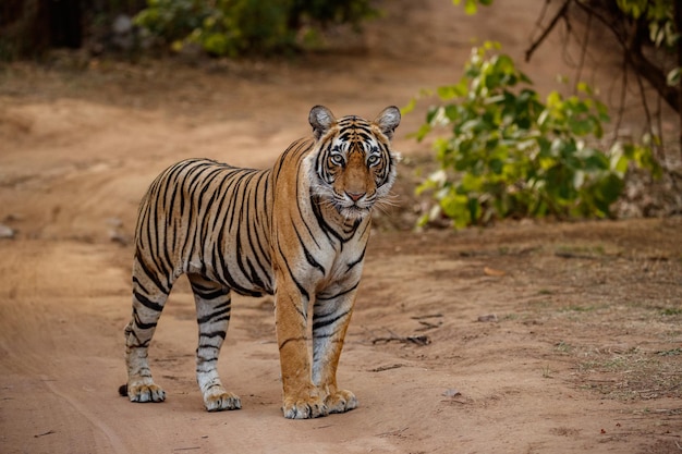 Free Photo tiger in the nature habitat tiger male walking head on composition wildlife scene with danger animal hot summer in rajasthan india dry trees with beautiful indian tiger panthera tigris