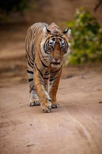 Free photo tiger in the nature habitat tiger male walking head on composition wildlife scene with danger animal hot summer in rajasthan india dry trees with beautiful indian tiger panthera tigris