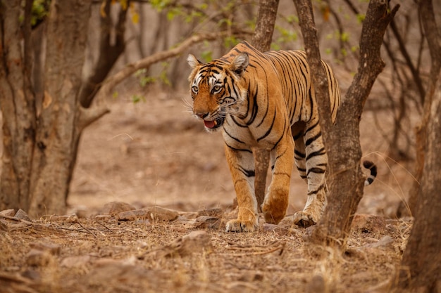 Tiger in the nature habitat Tiger male walking head on composition Wildlife scene with danger animal Hot summer in Rajasthan India Dry trees with beautiful indian tiger Panthera tigris