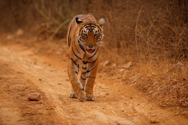 Tiger in the nature habitat Tiger male walking head on composition Wildlife scene with danger animal Hot summer in Rajasthan India Dry trees with beautiful indian tiger Panthera tigris