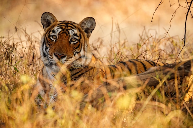 Free Photo tiger in the nature habitat tiger male walking head on composition wildlife scene with danger animal hot summer in rajasthan india dry trees with beautiful indian tiger panthera tigris