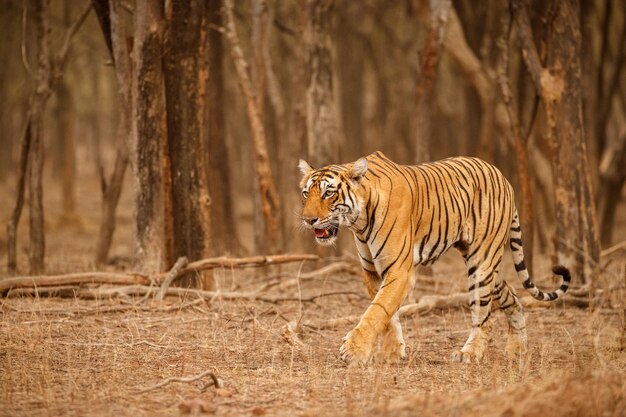 Tiger in the nature habitat Tiger male walking head on composition Wildlife scene with danger animal Hot summer in Rajasthan India Dry trees with beautiful indian tiger Panthera tigris