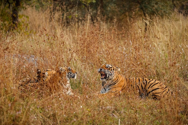 Free photo tiger in the nature habitat tiger male walking head on composition wildlife scene with danger animal hot summer in rajasthan india dry trees with beautiful indian tiger panthera tigris