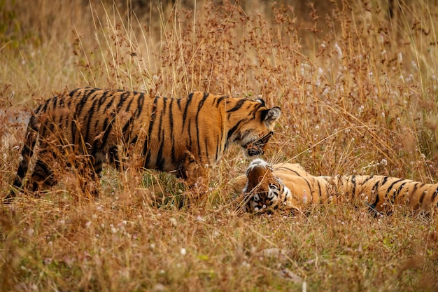 Free photo tiger in the nature habitat tiger male walking head on composition wildlife scene with danger animal hot summer in rajasthan india dry trees with beautiful indian tiger panthera tigris