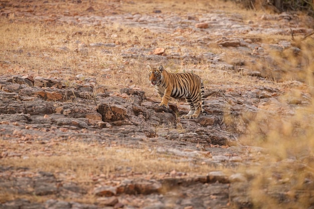 Free photo tiger in the nature habitat tiger male walking head on composition wildlife scene with danger animal hot summer in rajasthan india dry trees with beautiful indian tiger panthera tigris