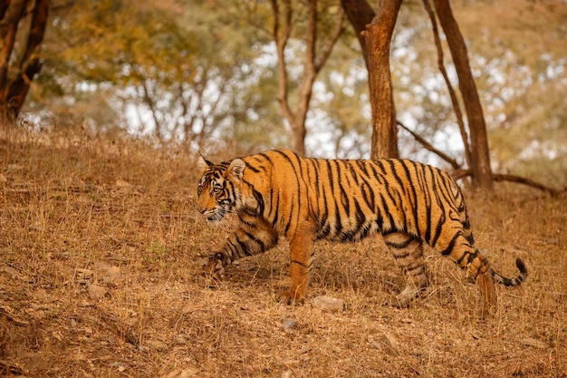 Tiger in the nature habitat Tiger male walking head on composition Wildlife scene with danger animal Hot summer in Rajasthan India Dry trees with beautiful indian tiger Panthera tigris