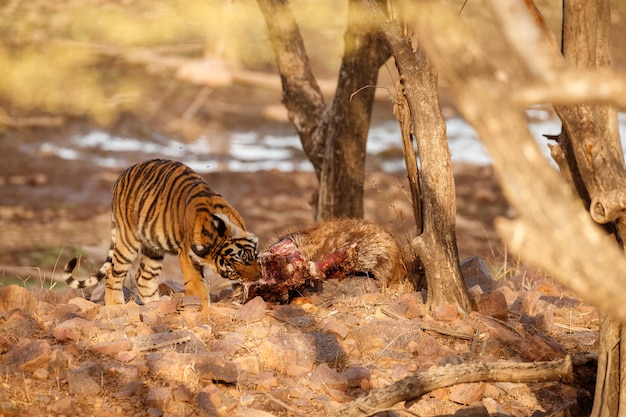 Tiger in the nature habitat Tiger male walking head on composition Wildlife scene with danger animal Hot summer in Rajasthan India Dry trees with beautiful indian tiger Panthera tigris