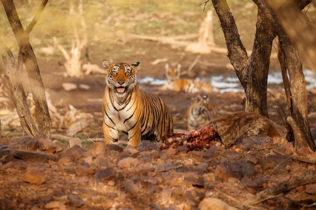 Free photo tiger in the nature habitat tiger male walking head on composition wildlife scene with danger animal hot summer in rajasthan india dry trees with beautiful indian tiger panthera tigris