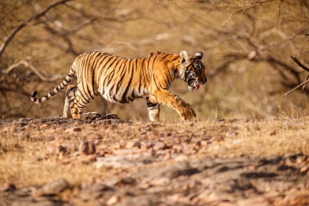 Free Photo tiger in the nature habitat tiger male walking head on composition wildlife scene with danger animal hot summer in rajasthan india dry trees with beautiful indian tiger panthera tigris