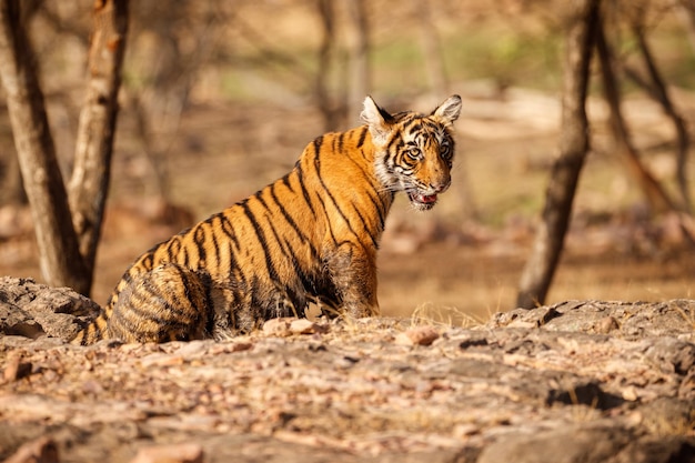 Free photo tiger in the nature habitat tiger male walking head on composition wildlife scene with danger animal hot summer in rajasthan india dry trees with beautiful indian tiger panthera tigris