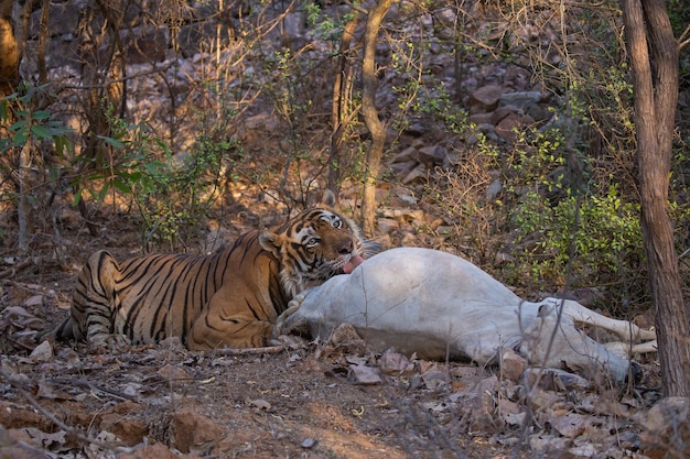 Free photo tiger and the prey in its natural habitat