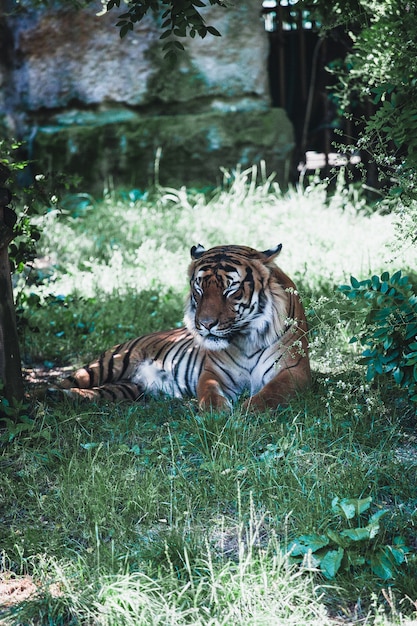 Free photo tiger sleeping on the grass in a zoo