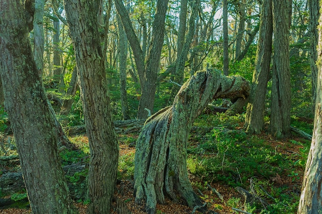 Tilted tree in the forest during daytime