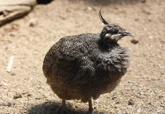 Free photo tinamou bird in scrub with very little plant growth