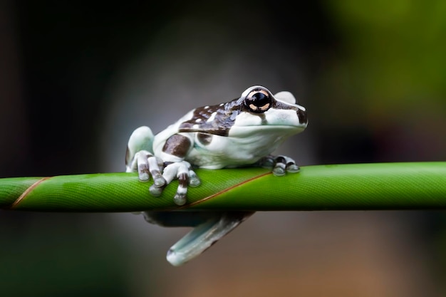 Free Photo tiny amazon milk frog on branch panda bear tree frog animal closeup