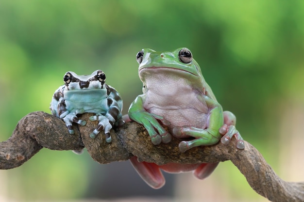 Free Photo tiny amazon milk frog and dumpy frog on branch