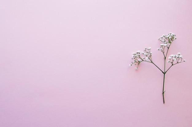 Free photo tiny blooming twig on pink