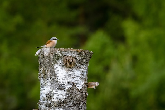 Tiny Red-backed shrike standing on cut tree under the sunlight