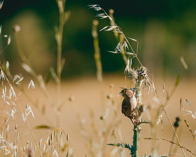 Free Photo tiny sparrow standing on the grass in a field under the sunlight