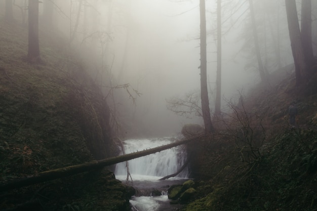 Free photo a tiny waterfall in a creepy dark forest