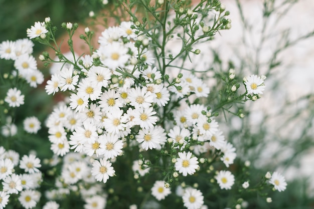 tiny white grass flower in garden