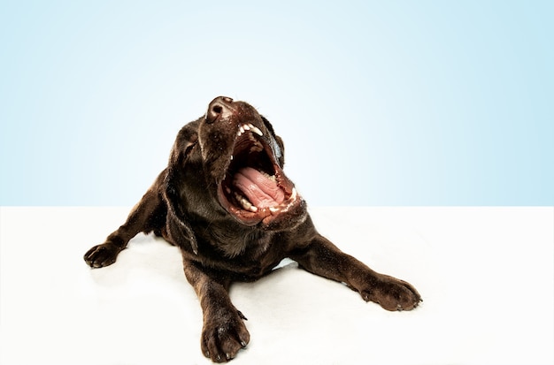 Tired after a good walk. Chocolate labrador retriever dog sits and yawn.