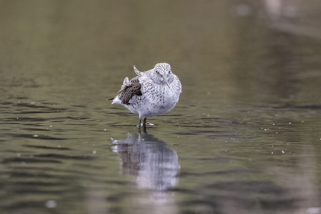 Free Photo tired spring migrant common greenshank tringa nebulari