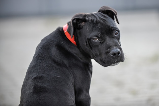 Tired Staffordshire Bull Terrier sitting on the ground at daylight