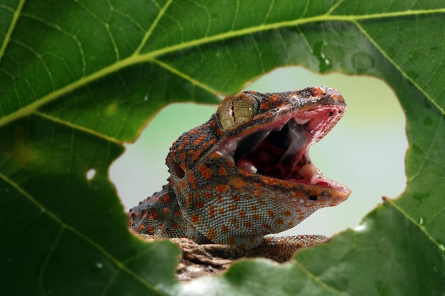 Tokek closeup framing on green leaves animal closeup tokek lizard closeup