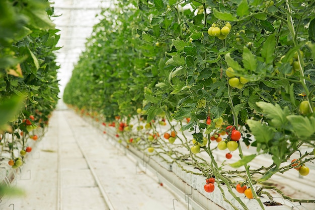 Tomato plants growing inside a greenhouse with white narrow roads and with colofrul harvest. 