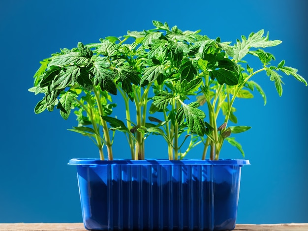 Tomato seedlings in a pot in bright sunlight isolated