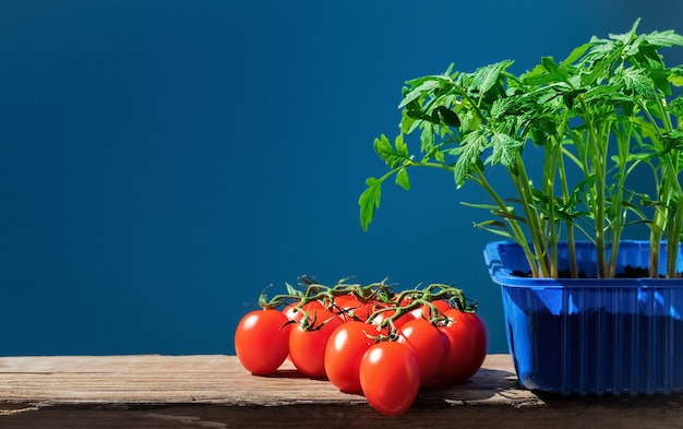 Free photo tomato seedlings in pot and ripe tomatoes