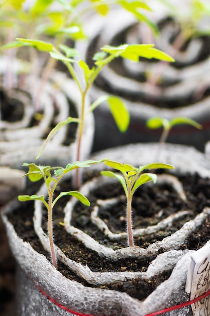 Tomato seedlings. Young plants in plastic cells, organic gardening