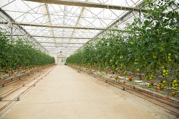 Free photo tomatoes plants inside a greenhouse.