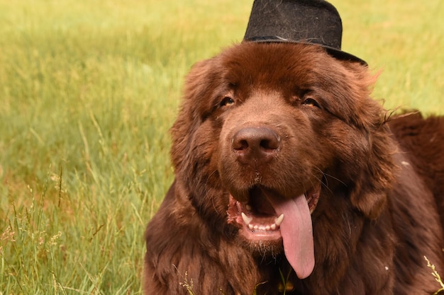 Free photo tongue hanging out of the mouth of a newfoundland dog