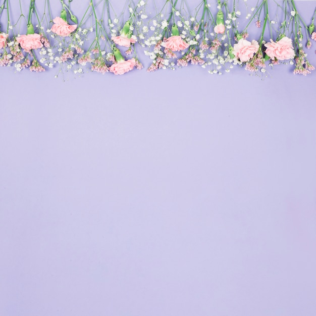 Free Photo top border decorated with limonium; gypsophila and carnations flowers on purple backdrop