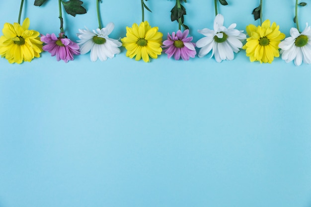 Free photo top border made with chamomile flowers against blue background