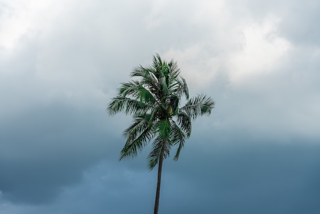 Top of a lonely green palm with the dark sky