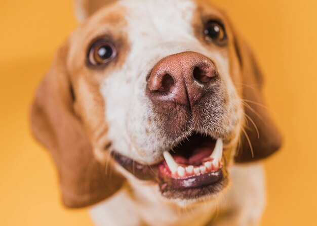 Top view adorable dog with beautiful eyes