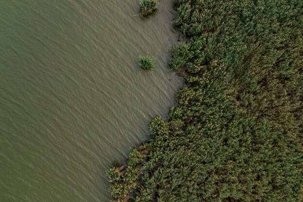 Top view af green lake water and flora.