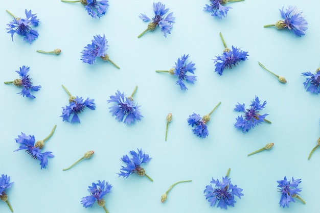 Free photo top view arrangement of cornflowers