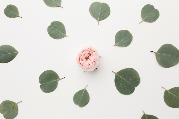 Free photo top view arrangement of green leaves and rose in middle