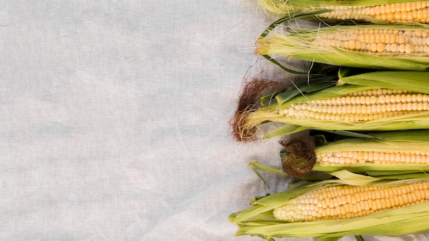 Top view arrangement of maize with copy space