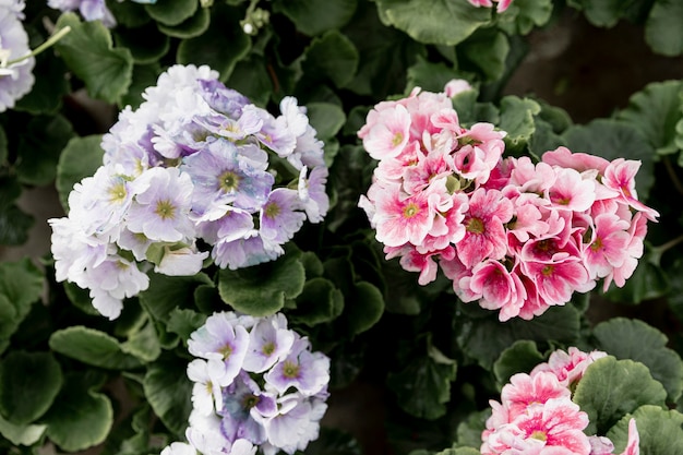 Top view arrangement with beautiful flowers